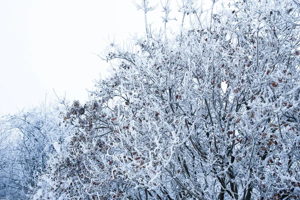 Κομψή όμορφη φύση στο χειμερινό πάρκο σε φόντο — Φωτογραφία Αρχείου