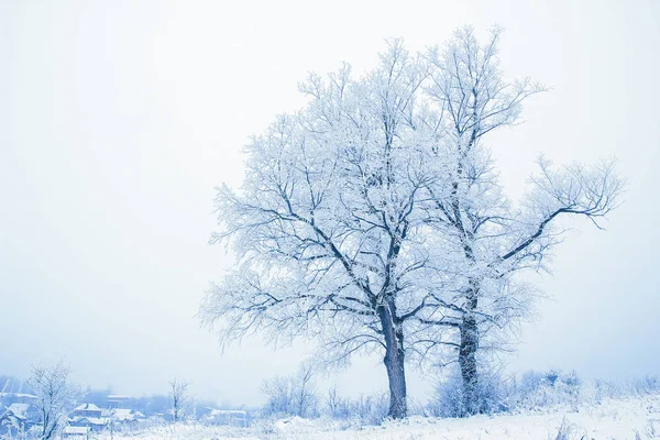 Belle nature élégante en hiver dans un parc sur la nature — Photo