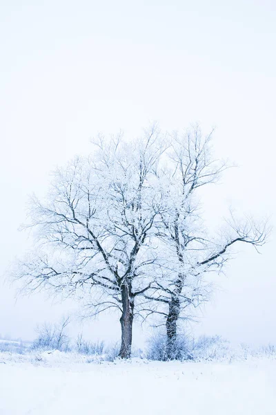 Hermosa naturaleza elegante en invierno en un parque en la naturaleza — Foto de Stock