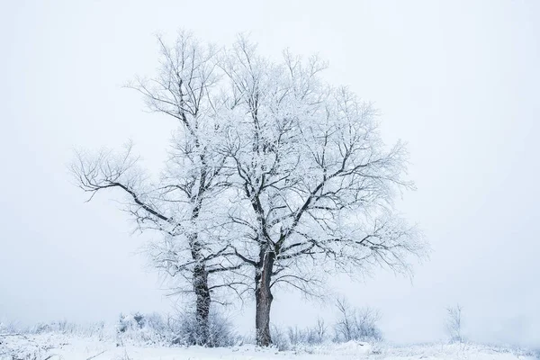 Hermosa naturaleza elegante en invierno en un parque en la naturaleza — Foto de Stock
