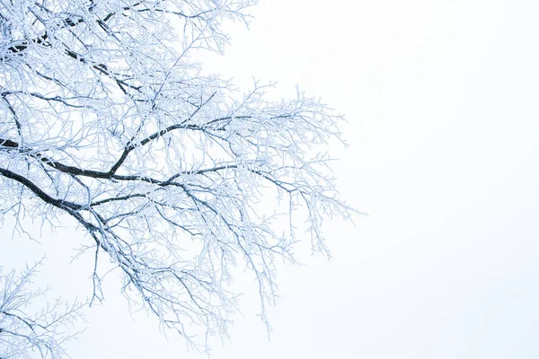 Stilvolle schöne Natur im Winterpark auf einem Hintergrund — Stockfoto