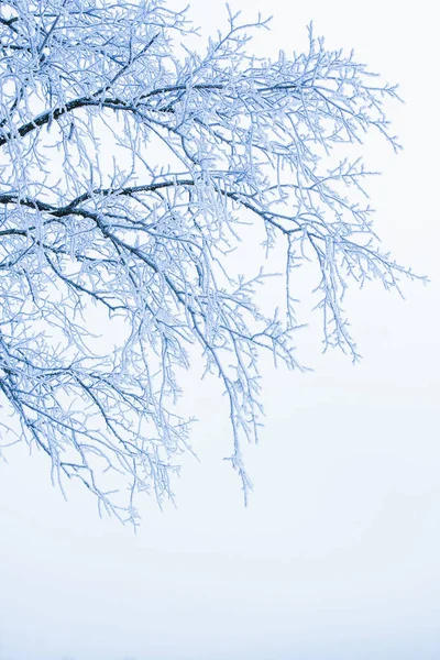 La naturaleza hermosa de estilo en el parque invernal sobre el fondo — Foto de Stock