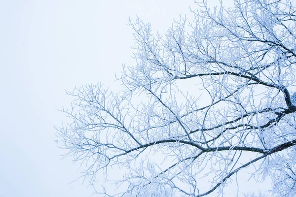 Κομψή όμορφη φύση στο χειμερινό πάρκο σε φόντο — Φωτογραφία Αρχείου