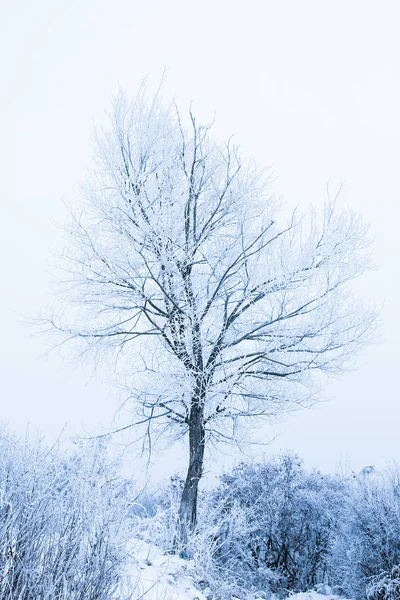 Stylish beautiful nature in winter in a park on the nature — Stock Photo, Image