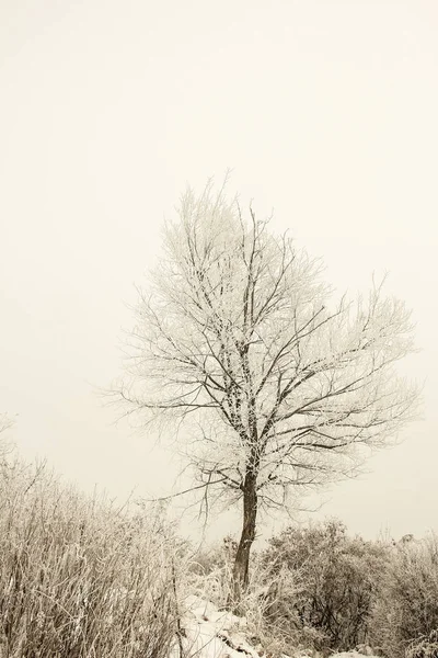 Stijlvolle prachtige natuur in de winter in een park op de natuur — Stockfoto