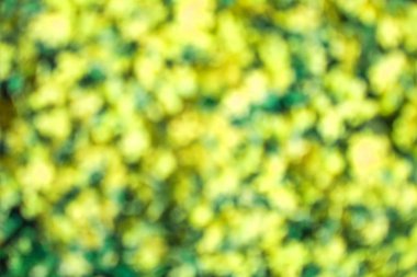 arka plan güzel canlı çiçekler