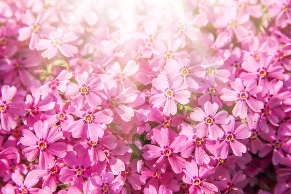 Bakgrund vacker levande blommor — Stockfoto
