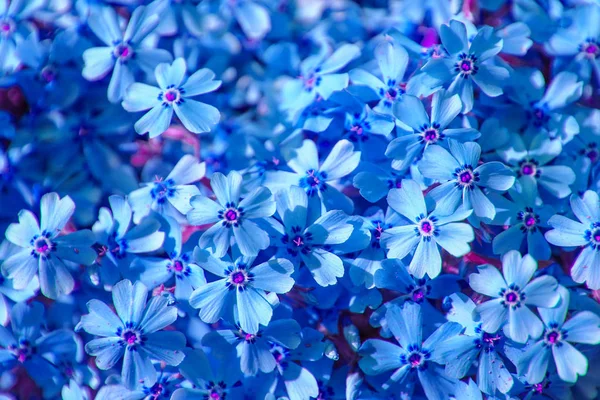 Bakgrund vacker levande blommor — Stockfoto