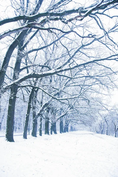 Elegante bella natura in inverno in un parco sulla natura — Foto Stock