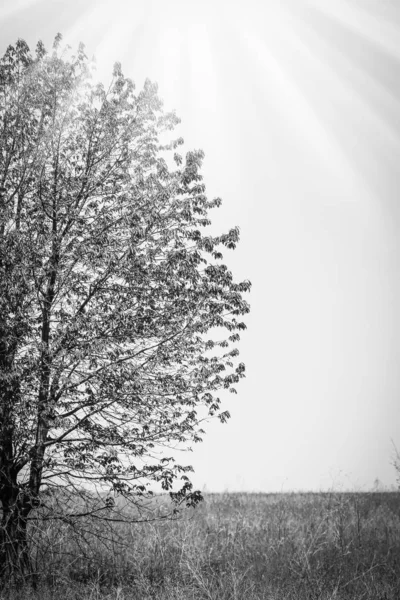 Hermoso árbol en un campo en el parque natural —  Fotos de Stock