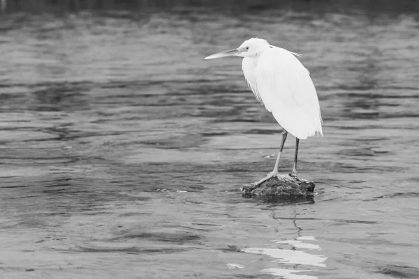 Schöner Silberreiher am Meeresufer im Hintergrund der Natur — Stockfoto