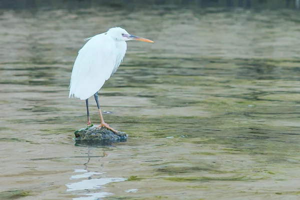 Doğa arka planda deniz kıyısında güzel beyaz egret