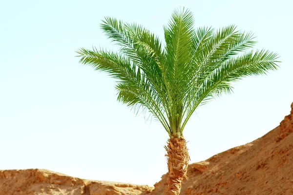 Pięknie stylowe palmy na brzegu przyrody morza backgro — Zdjęcie stockowe