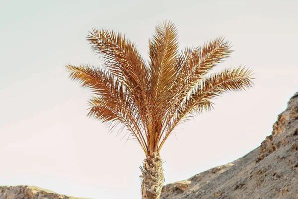 Beautifully stylish palm tree on nature shore of the sea backgro — Stock Photo, Image