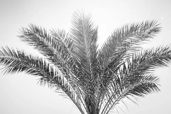 Schön stylische Palme am Naturufer des Meeres backgro — Stockfoto