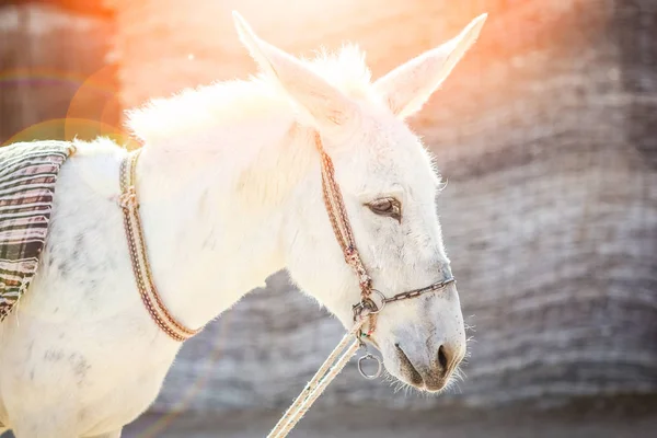 Hermoso burro junto al mar en el fondo de la naturaleza — Foto de Stock