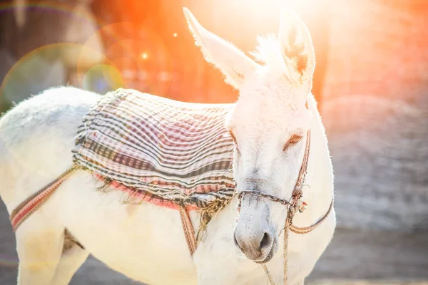 Belo burro junto ao mar no fundo da natureza — Fotografia de Stock