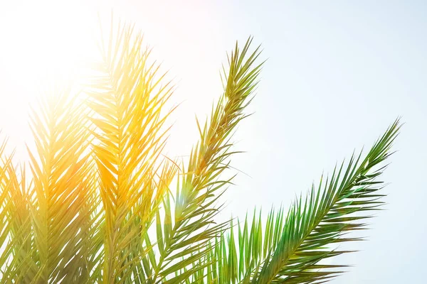 Prachtig stijlvolle palmboom op de natuur kust van de zee blauw — Stockfoto
