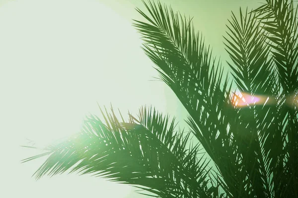 Schön stylische Palme am Naturufer des Meeres backgro — Stockfoto