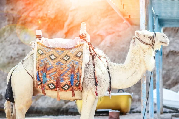 Hermoso camello en la naturaleza cerca del fondo de Egipto mar — Foto de Stock