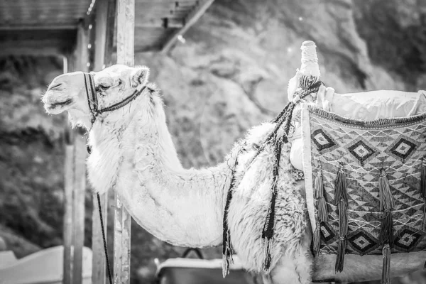 Belo camelo na natureza perto do mar egypt fundo — Fotografia de Stock