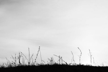 Yaz aylarında güzel doğa siluet arka plan