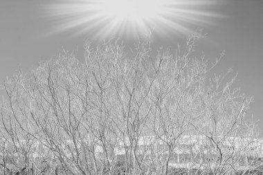 Deniz doğa arka plan üzerinde güzel çıplak ağaçlar