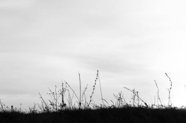 Yaz aylarında güzel doğa siluet arka plan