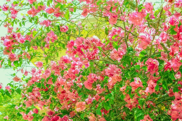 Belas árvores arbustos fundo floral na natureza no parque — Fotografia de Stock