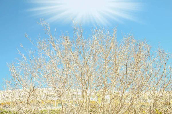 Vackra kala träd på havet natur bakgrund — Stockfoto