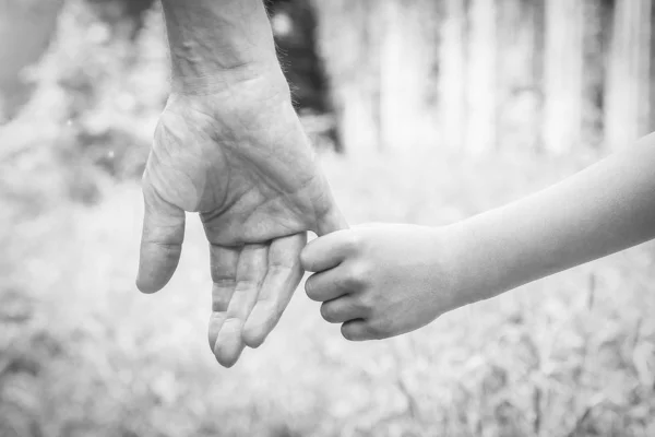 Hermosas manos de un niño y un padre en un parque en la naturaleza —  Fotos de Stock