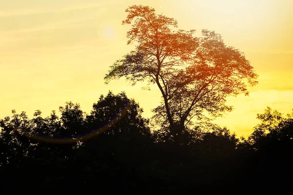 Hermosa silueta de árboles en la naturaleza en el fondo del parque —  Fotos de Stock
