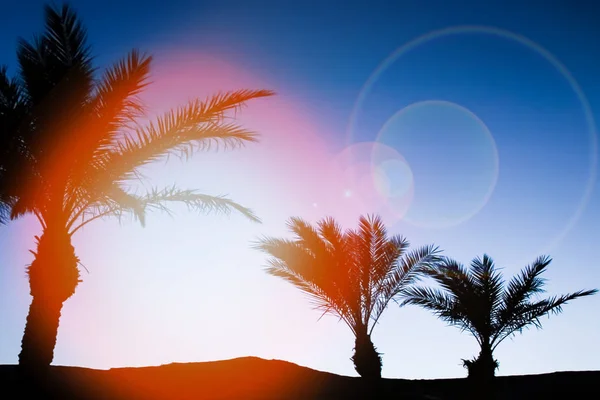 Stilvolle Silhouette der Palme auf Himmelshintergrund — Stockfoto