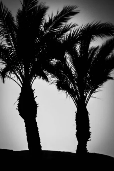 Stylish silhouette of palm tree on sky background — Stock Photo, Image