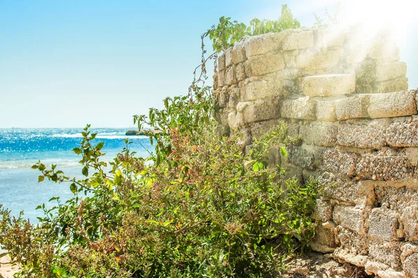 Deniz manzara arka plan üzerinde şık güzel çit — Stok fotoğraf
