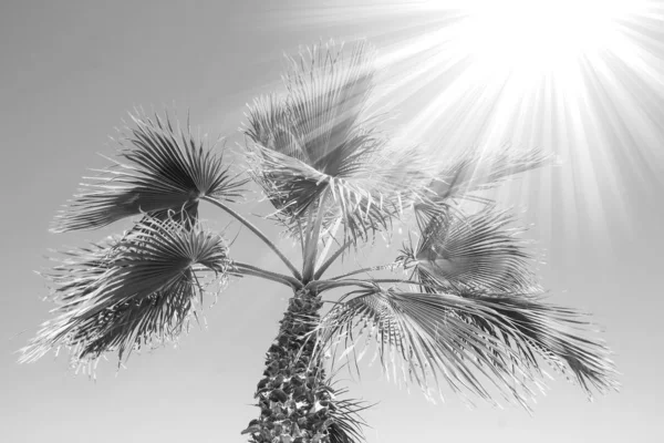 Vackert elegant palmträd på naturstranden av havet backgro — Stockfoto