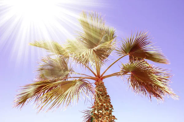 Magnifiquement élégant palmier sur la rive naturelle de la mer backgro — Photo