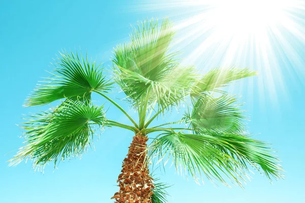 Bellamente elegante palmera en la orilla de la naturaleza del fondo del mar —  Fotos de Stock