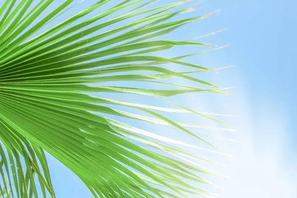 Prachtig stijlvolle palmboom op de natuur kust van de zee blauw — Stockfoto