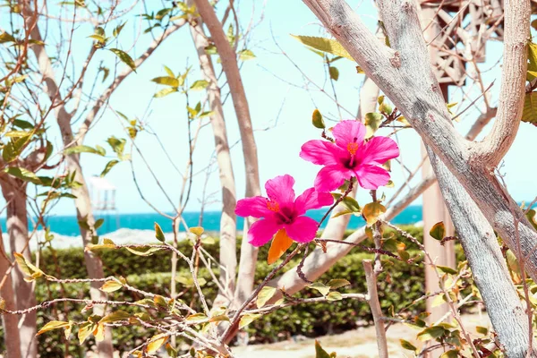 Красивые цветы на морском фоне — стоковое фото