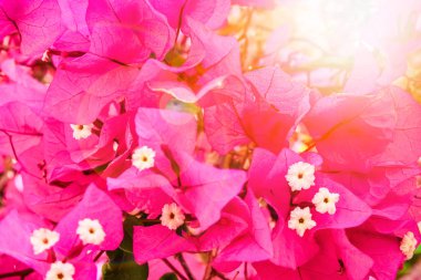 Deniz arka planda güzel çiçekler