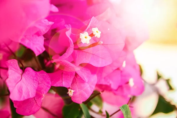 Lindas flores no fundo do mar — Fotografia de Stock