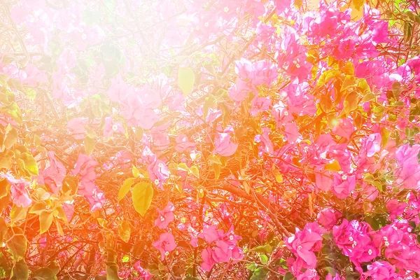 Vackra träd buskar blommig bakgrund på naturen i par — Stockfoto