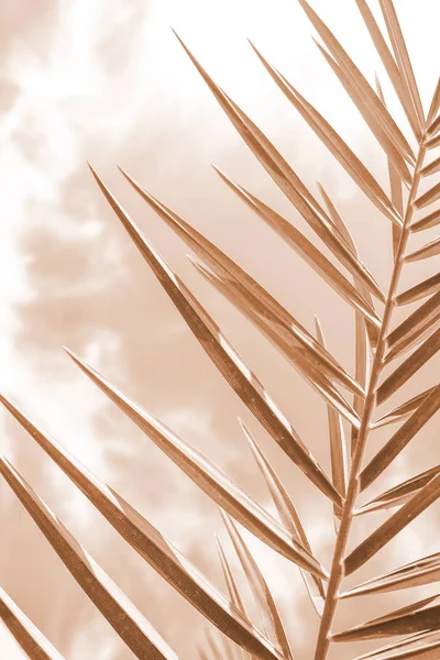 Piękna palma na tle morza — Zdjęcie stockowe