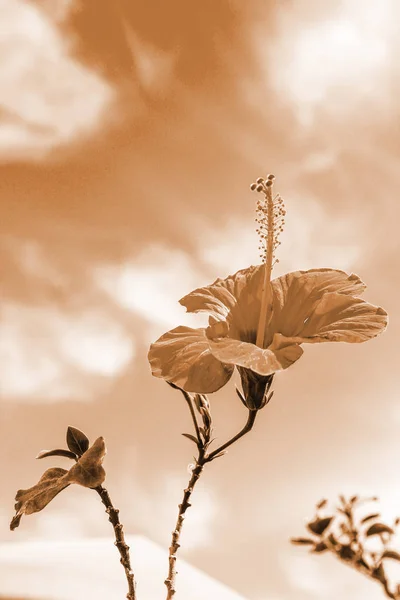 Vackra blommor på havet bakgrund — Stockfoto