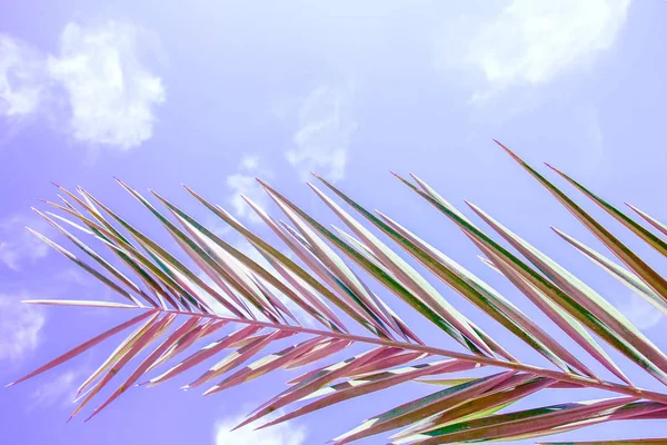 Beautiful palm tree on the sea shore background — Stock Photo, Image