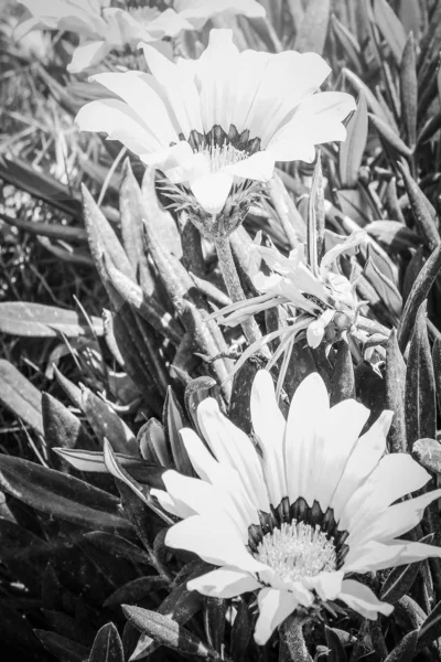 Όμορφα λουλούδια στο έδαφος σε ένα φόντο στο πάρκο — Φωτογραφία Αρχείου