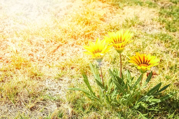 Bellissimi fiori a terra sullo sfondo di un parco — Foto Stock