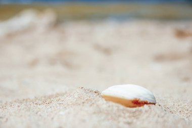 Denizde kum arka plan üzerinde şık güzel deniz kabuğu mercan