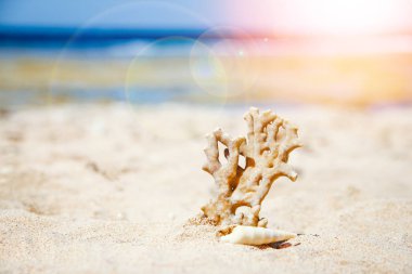 Denizde kum arka plan üzerinde şık güzel deniz kabuğu mercan